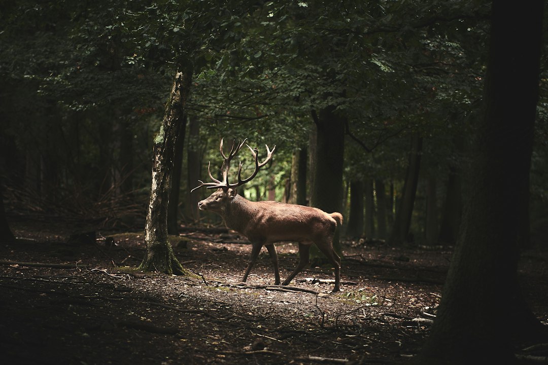 Deer in an autumn forest. Photo by Bruno Kelzer on Unsplash.